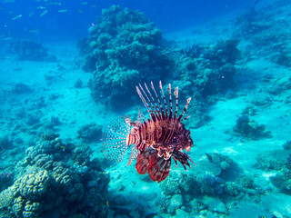 Pterois volitans or Lionfish Zebra in Red Sea coral reef, Egypt, Hurghada