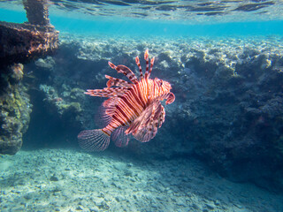 Pterois volitans or Lionfish Zebra in Red Sea coral reef, Egypt, Hurghada