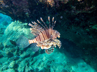 Pterois volitans or Lionfish Zebra in Red Sea coral reef, Egypt, Hurghada