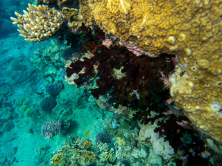 Bright inhabitants of the coral reef in the Red Sea, Egypt, Hurghada