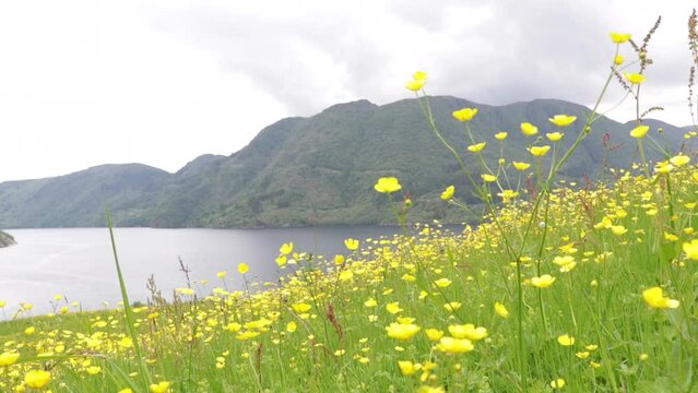 Closeup of yellow flowers meadow' near the beautiful sea in Trengereid, Norway