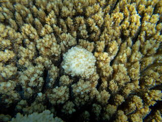 Bright inhabitants of the coral reef in the Red Sea, Egypt, Hurghada