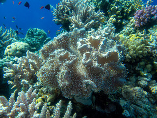 Bright inhabitants of the coral reef in the Red Sea, Egypt, Hurghada