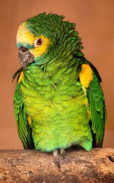Yellow-naped tropical Parrot, Amazona auropalliata perched on a wood