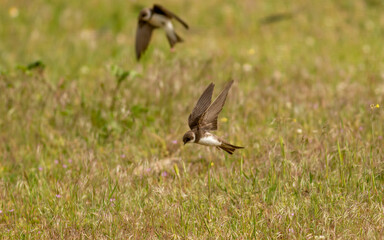 European sand martin (Riparia riparia)