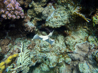 Stingray at the bottom of the Red Sea, Egypt, Hurghada