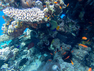 Bright inhabitants of the coral reef in the Red Sea, Egypt, Hurghada