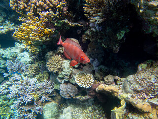 Bright inhabitants of the coral reef in the Red Sea, Egypt, Hurghada