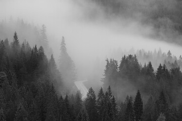 High angle shot of a coniferous forest infused in a dense mist in grayscale