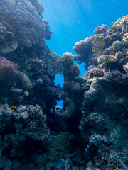 Obraz premium Bright inhabitants of the coral reef in the Red Sea, Egypt, Hurghada