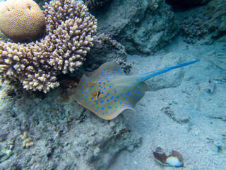 Stingray at the bottom of the Red Sea, Egypt, Hurghada