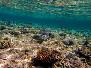 Bright inhabitants of the coral reef in the Red Sea, Egypt, Hurghada