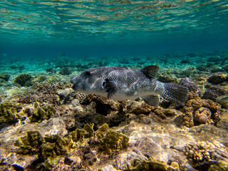 Bright inhabitants of the coral reef in the Red Sea, Egypt, Hurghada