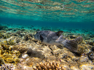 Bright inhabitants of the coral reef in the Red Sea, Egypt, Hurghada