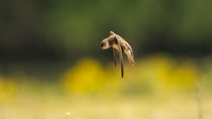 European sand martin (Riparia riparia)