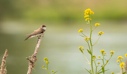 European sand martin (Riparia riparia)