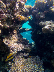 Bright inhabitants of the coral reef in the Red Sea, Egypt, Hurghada