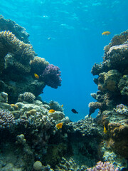 Bright inhabitants of the coral reef in the Red Sea, Egypt, Hurghada
