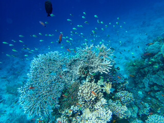 Obraz premium Bright inhabitants of the coral reef in the Red Sea, Egypt, Hurghada