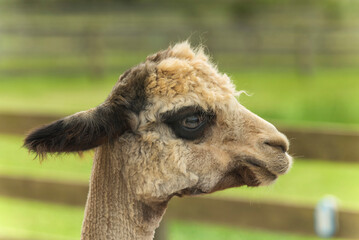 Obraz premium brown alpaca farm animal