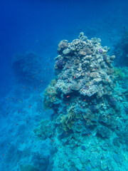 Bright inhabitants of the coral reef in the Red Sea, Egypt, Hurghada