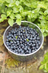 Fototapeta na wymiar Black blueberries, forest fruit harvest.