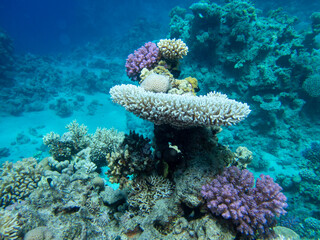 Bright inhabitants of the coral reef in the Red Sea, Egypt, Hurghada