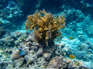 Plakat Bright inhabitants of the coral reef in the Red Sea, Egypt, Hurghada