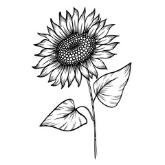 Fototapeta premium black and white sunflower