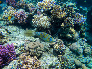 Plakat Bright inhabitants of the coral reef in the Red Sea, Egypt, Hurghada