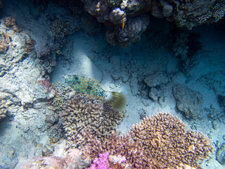 Bright inhabitants of the coral reef in the Red Sea, Egypt, Hurghada