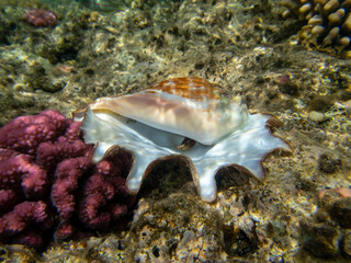 Fototapeta na wymiar Mollusk in a large and beautiful shell against the background of corals of the Red Sea