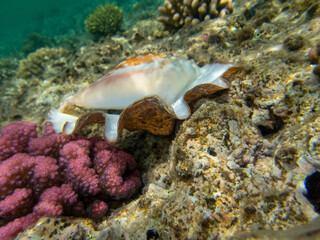 Mollusk in a large and beautiful shell against the background of corals of the Red Sea