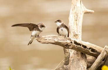 European sand martin (Riparia riparia)