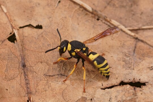 Closeup on a colorful yellow and black potter wasp, Euodynerus dantici sitting on a dried leaf