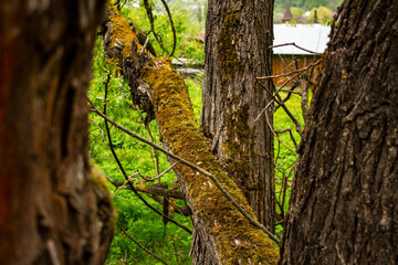 Unusual trees on the outskirts of the forest