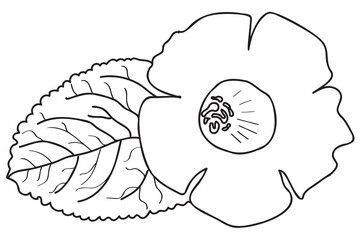 Gesneriaceae drawn in black outline is intended for tattoo, coloring, cards, print, Valentine, March 8 and you can use it in different cases