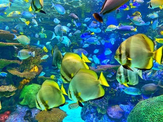 Fototapeta na wymiar A school of fish in an aquarium 