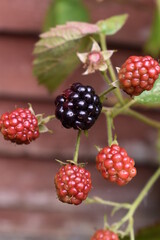 Raspberries in the garden in Ireland