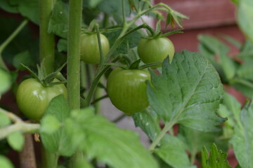 Green tomatoes in the plant of the garden 