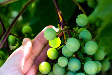 Bunches of green wine grapes, the sun illuminates a few grapes, a hand supports the fruit