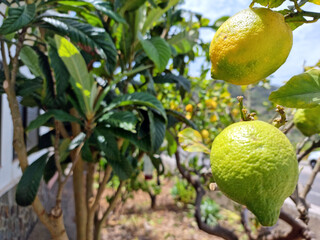 limones, almendro y limoneros en un jard&iacute;n