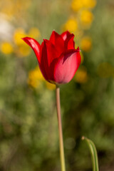 Rhodopean Tulip (Tulipa rhodopea), rare species wild flower from Bulgaria, Balkans