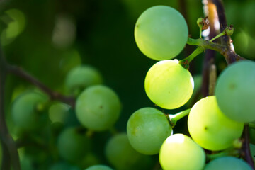 Bunches of green wine grapes, the sun illuminates a few fruits