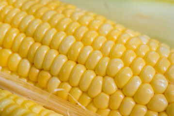 Closeup Yellow sweet corn