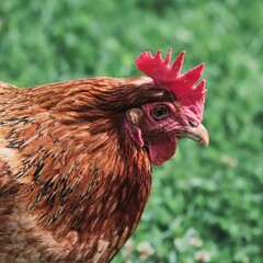Portrait einer roten Henne