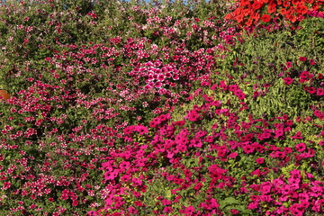 Pink, purple flowers of surfinia (ampelous petunia). Summer flowers. Floral postcard with pink surfinia. Garden, seasonal gardening. Purple surfinia blossom. Pink bloom of surfinia