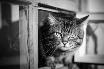 A disgruntled cat looks out of the window. black and white