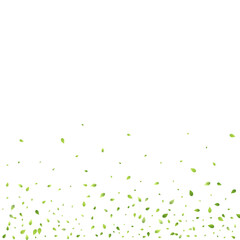 Leaves Green Falling Flying Foliage Leaf Tea Mint