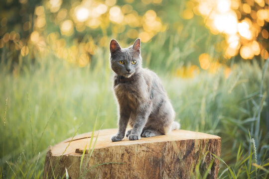 A cute young gray cat sits on a stump against the backdrop of the setting sun